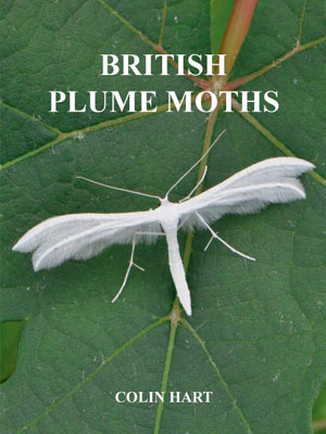 British Plume Moths